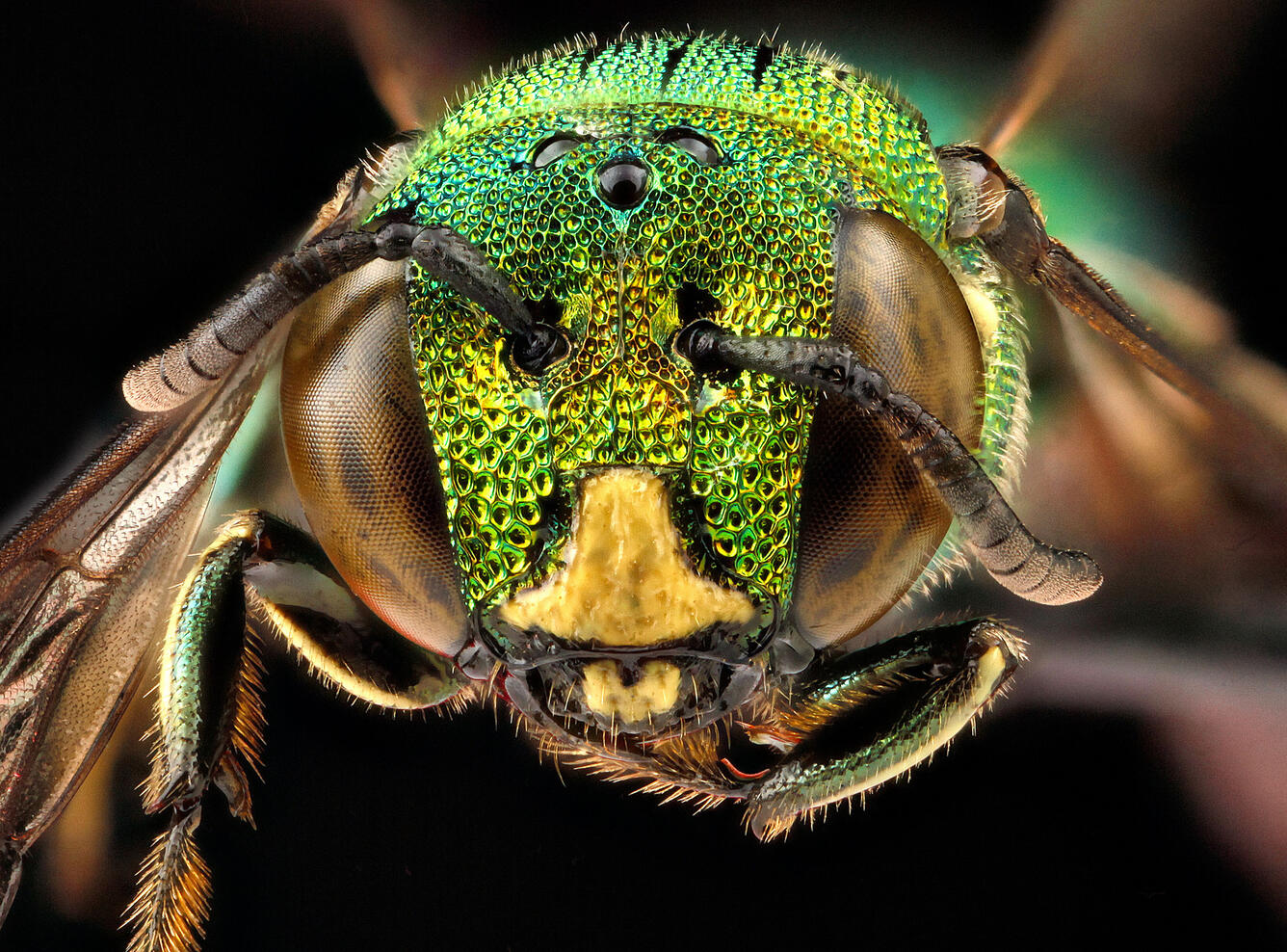 Ceratina-smaragdula,male,-face