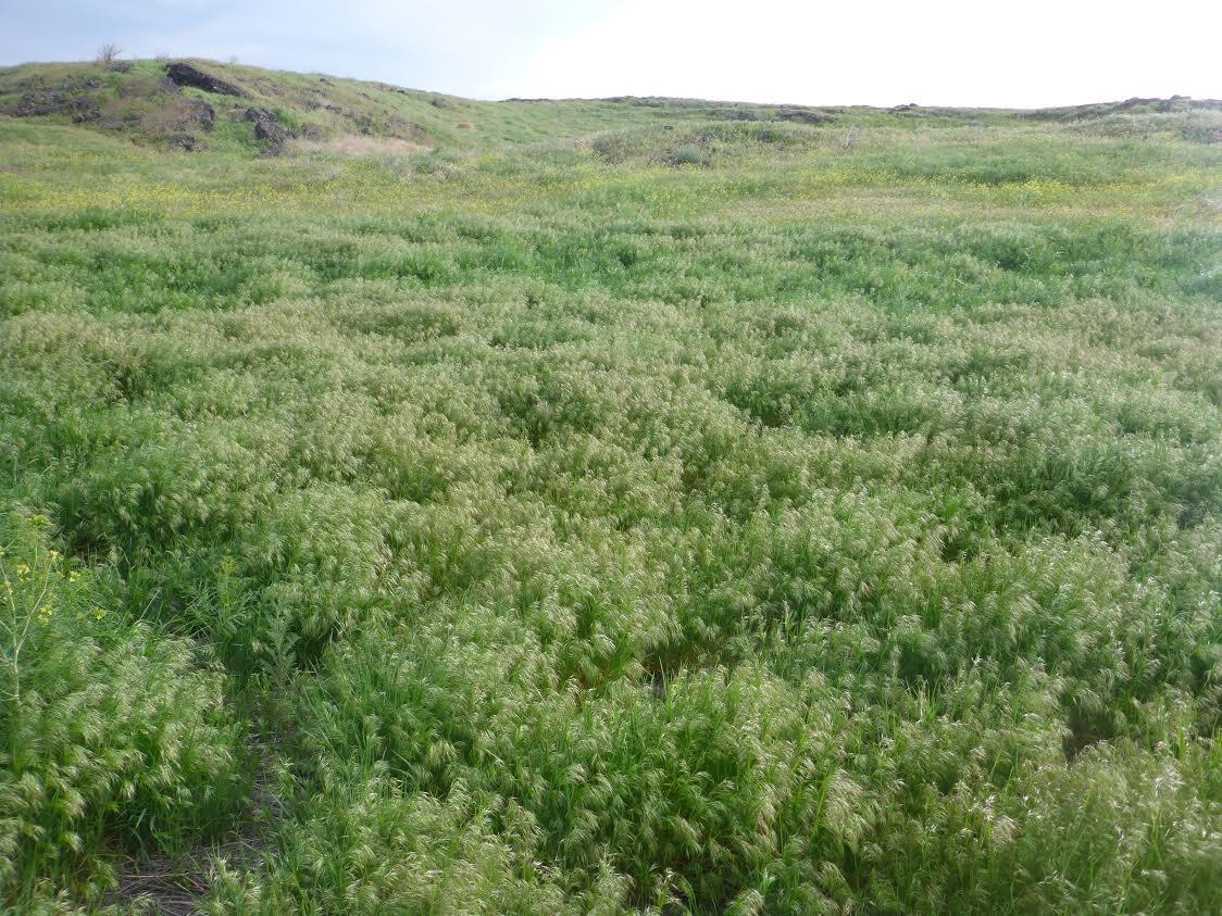 Color photo of green cheatgrass