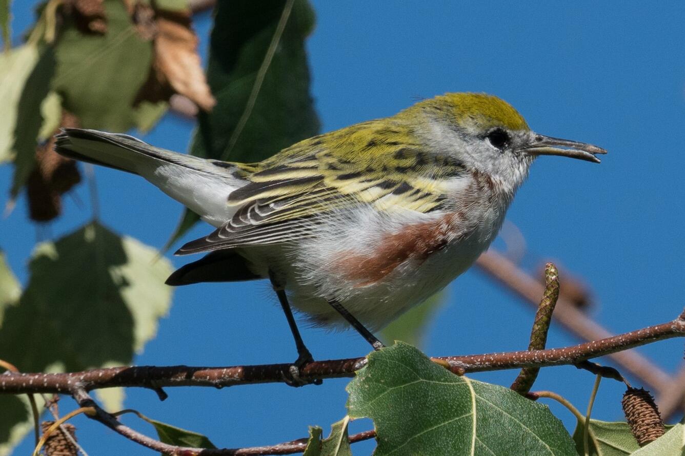 Chestnut-sided Warbler with deformed beak