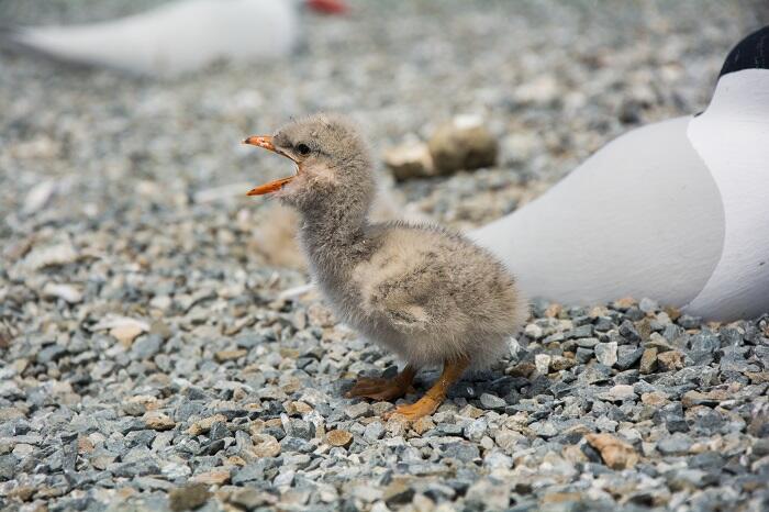 WERC Chick and Decoy Birds at the South Bay Salt Pond Restoration Area