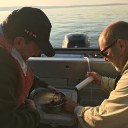 Flushing stomach contents from a live resident Chinook salmon