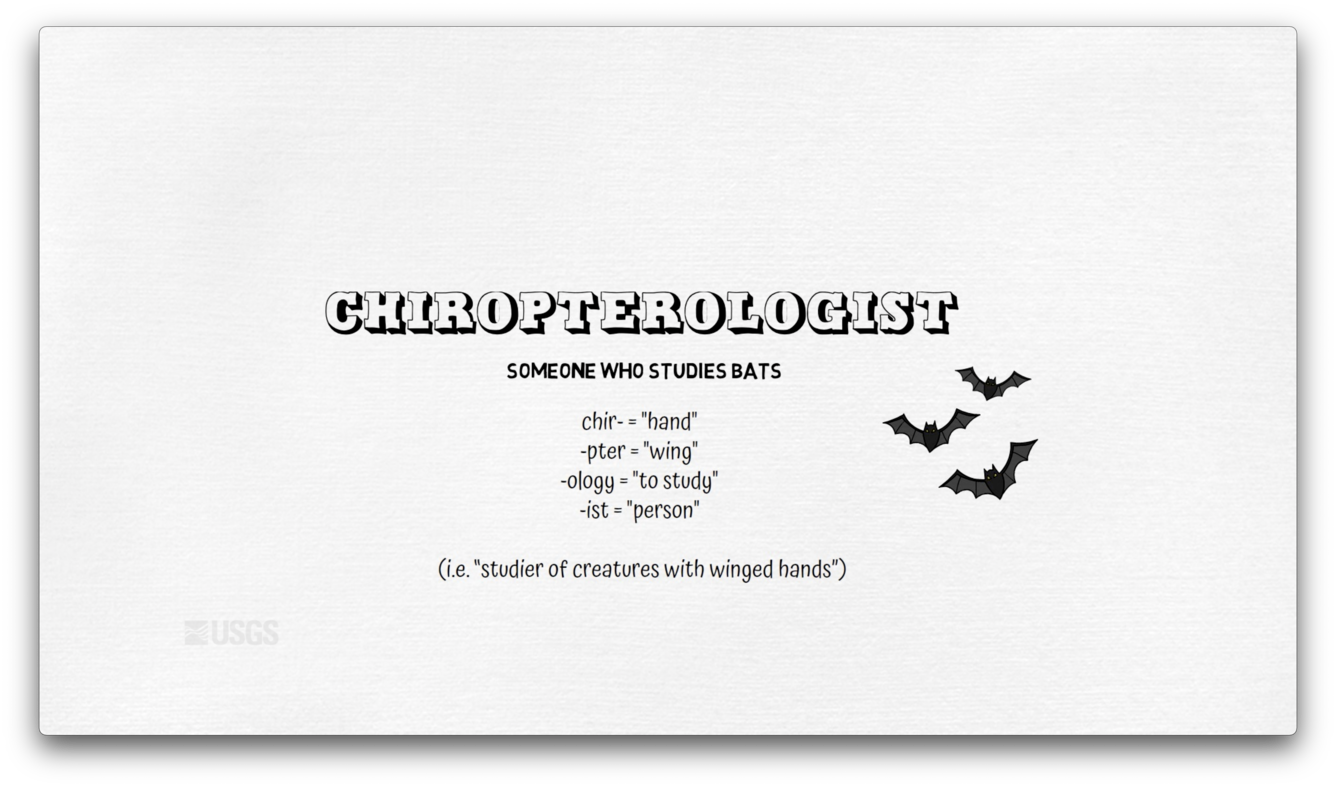 chiropterologist