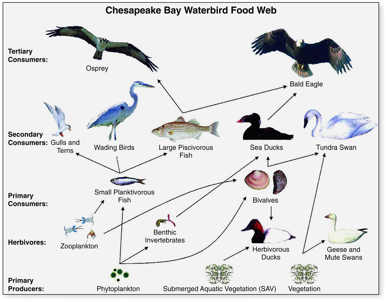 Chesapeake Bay Waterbird Food Web Illustration from Circular 1316