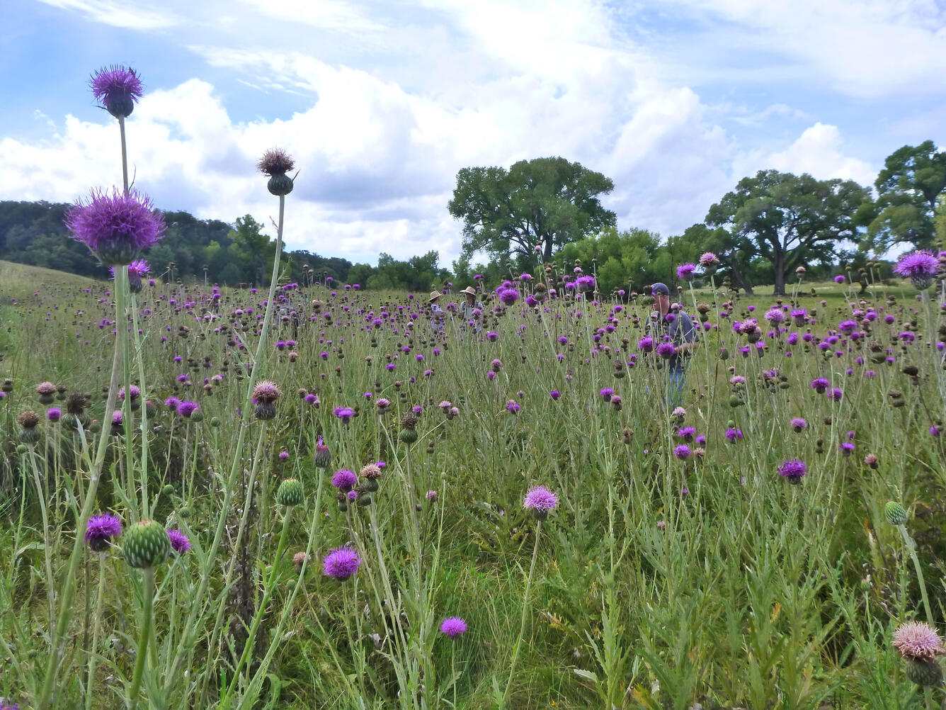 Photo of field of pink thistles in a meadow.