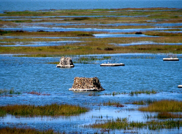 Artificial islands for California Ridgway's rail habitat