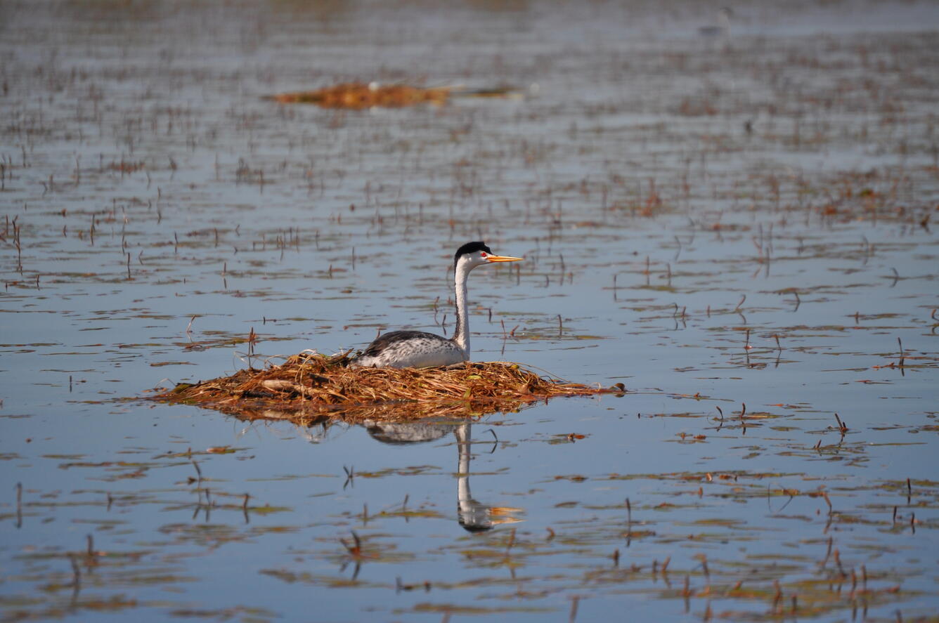 Clark’s grebe sitting on a nest at Thermalito Afterbay, California, 2012