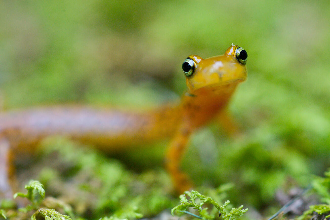 Longtail salamander