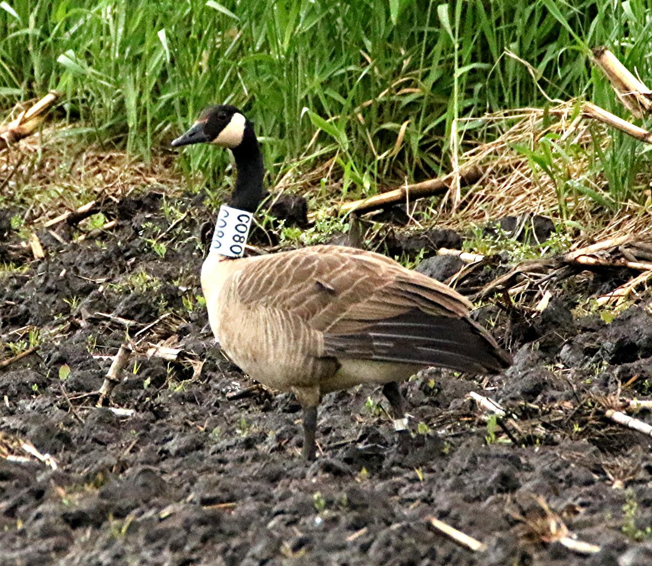 Collared Canada Goose