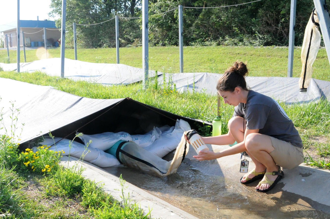 Woman leaning over collecting sturgeon free embryos outside