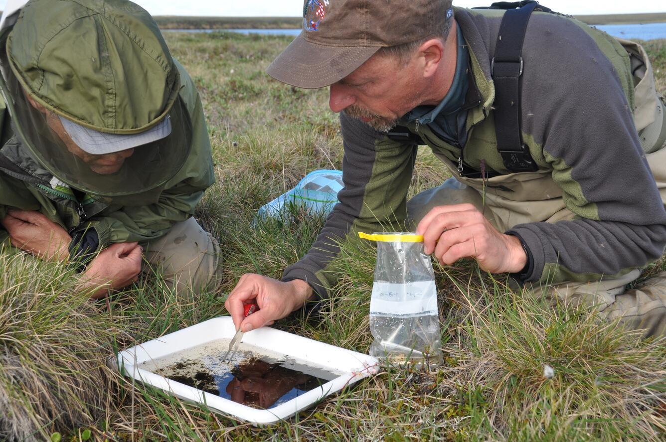 Two biologists sorting through invertebrates they collected from a nearby lake on the north slope of Alaska