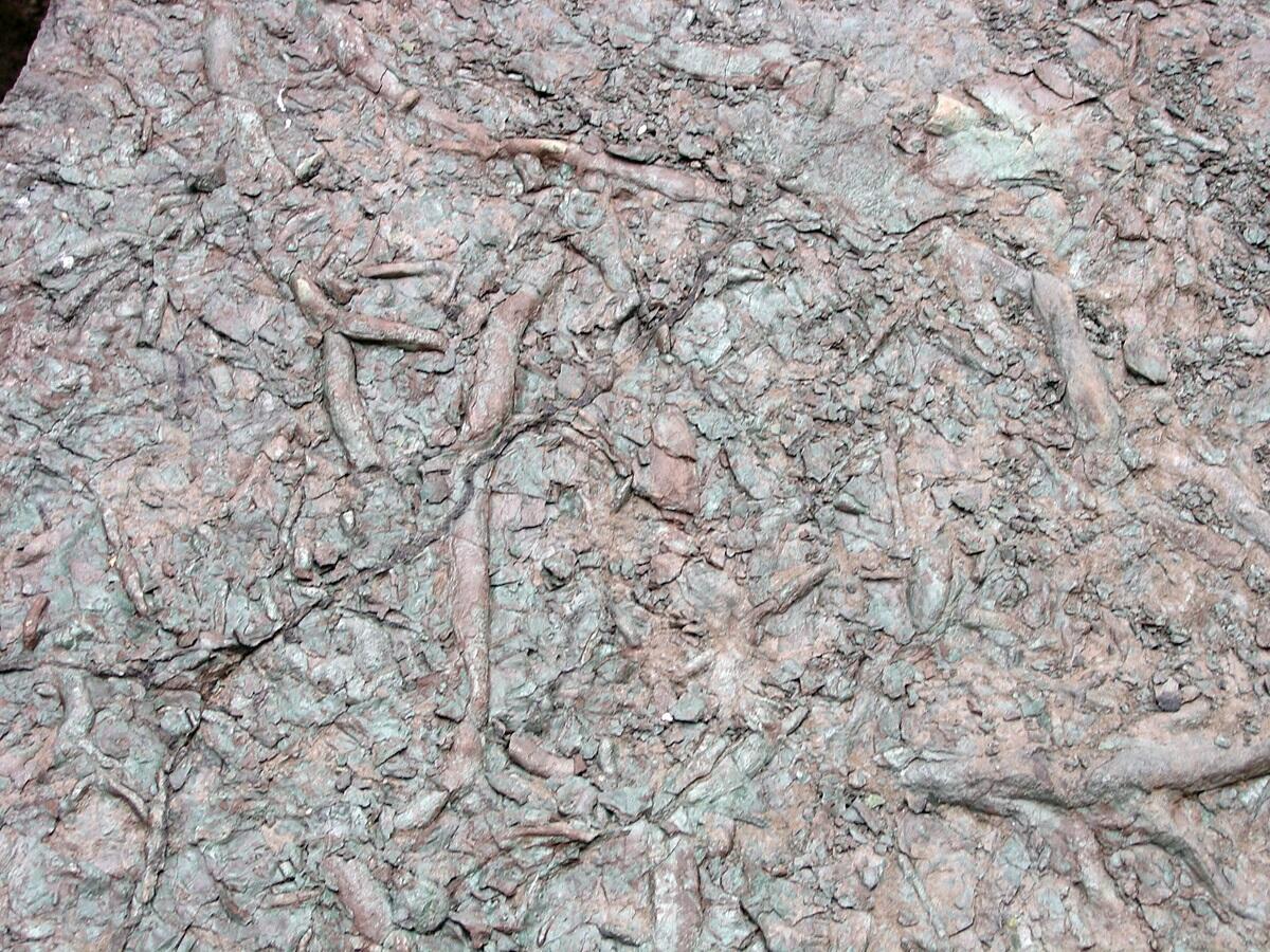 This is a photo of trace fossils in Cambrian age sediments along Deer Creek.