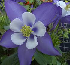 A Colorado Columbine