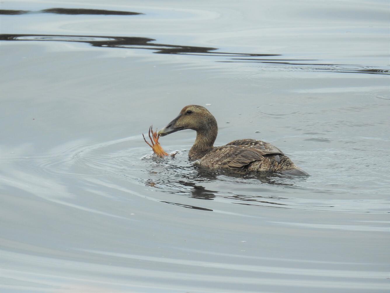 A female Common Eider with a crab in her bill 
