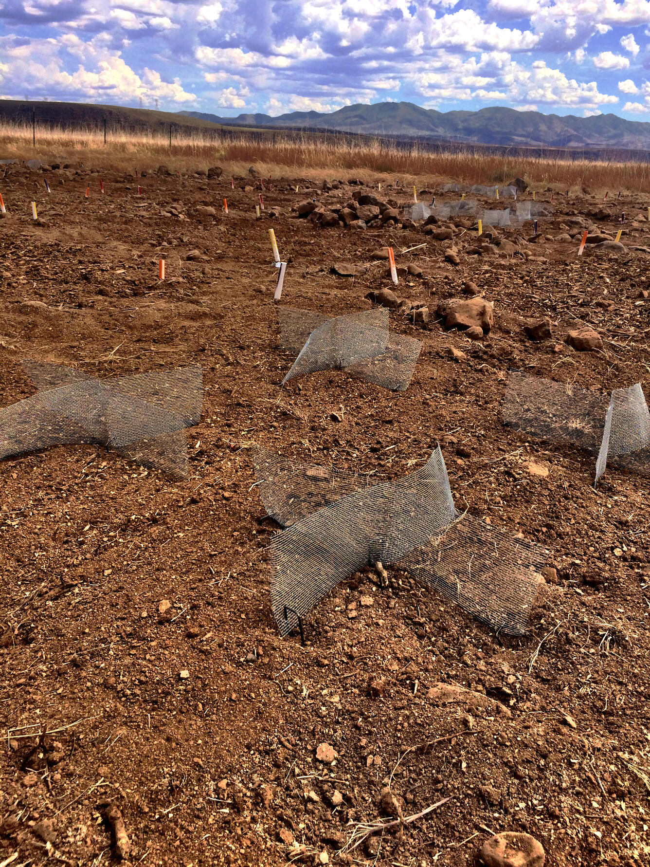 Wire crosses, called ConMods installed at a RestoreNet site.