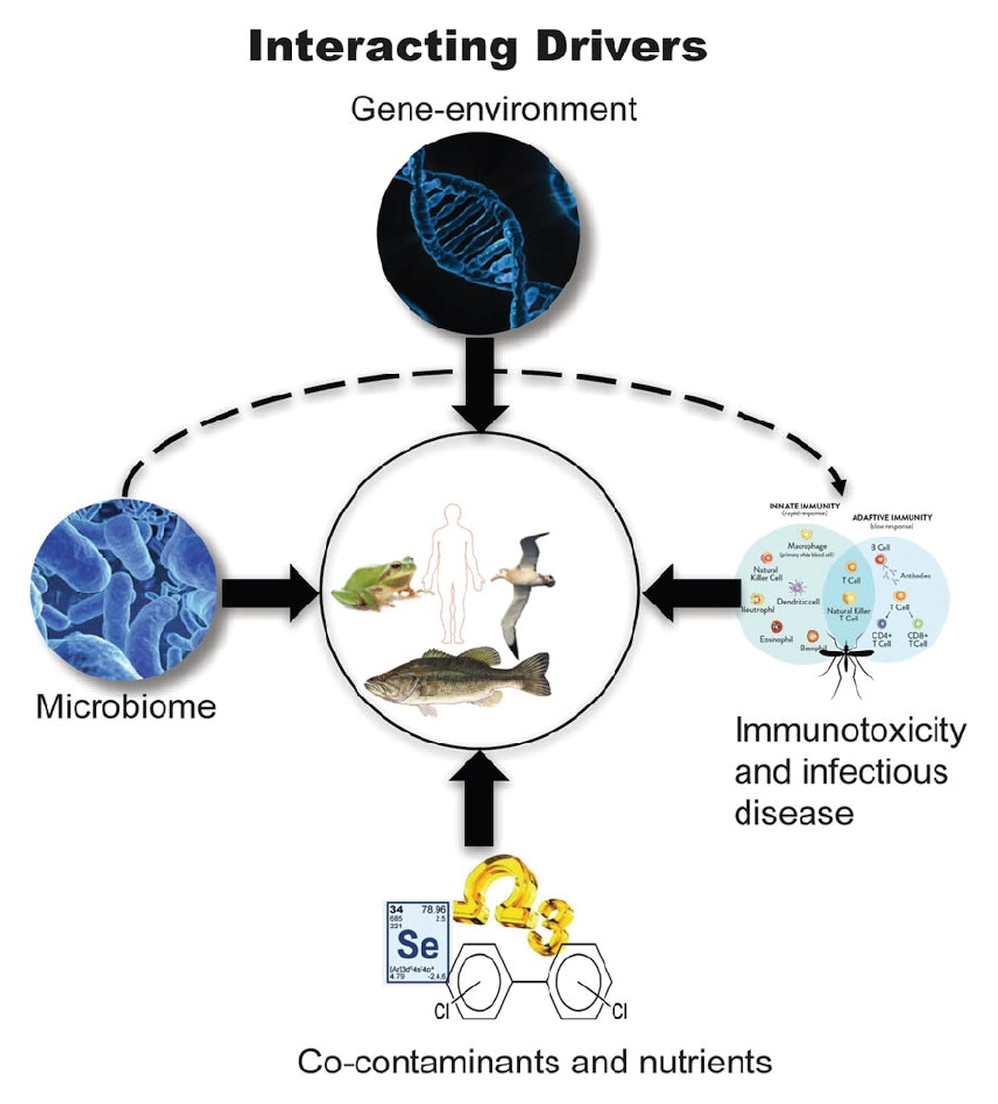 Conceptual model for evaluating interactions between mercury exposure