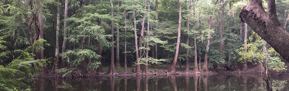 A picture of Wise Lake in Congaree National Park, South Carolina. 
