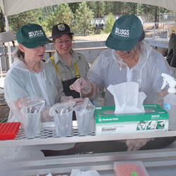 Taking kidney samples from adult female Chinook salmon