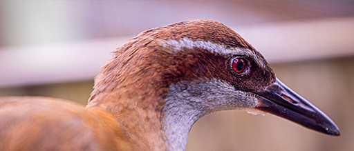 Close up photo of a bird