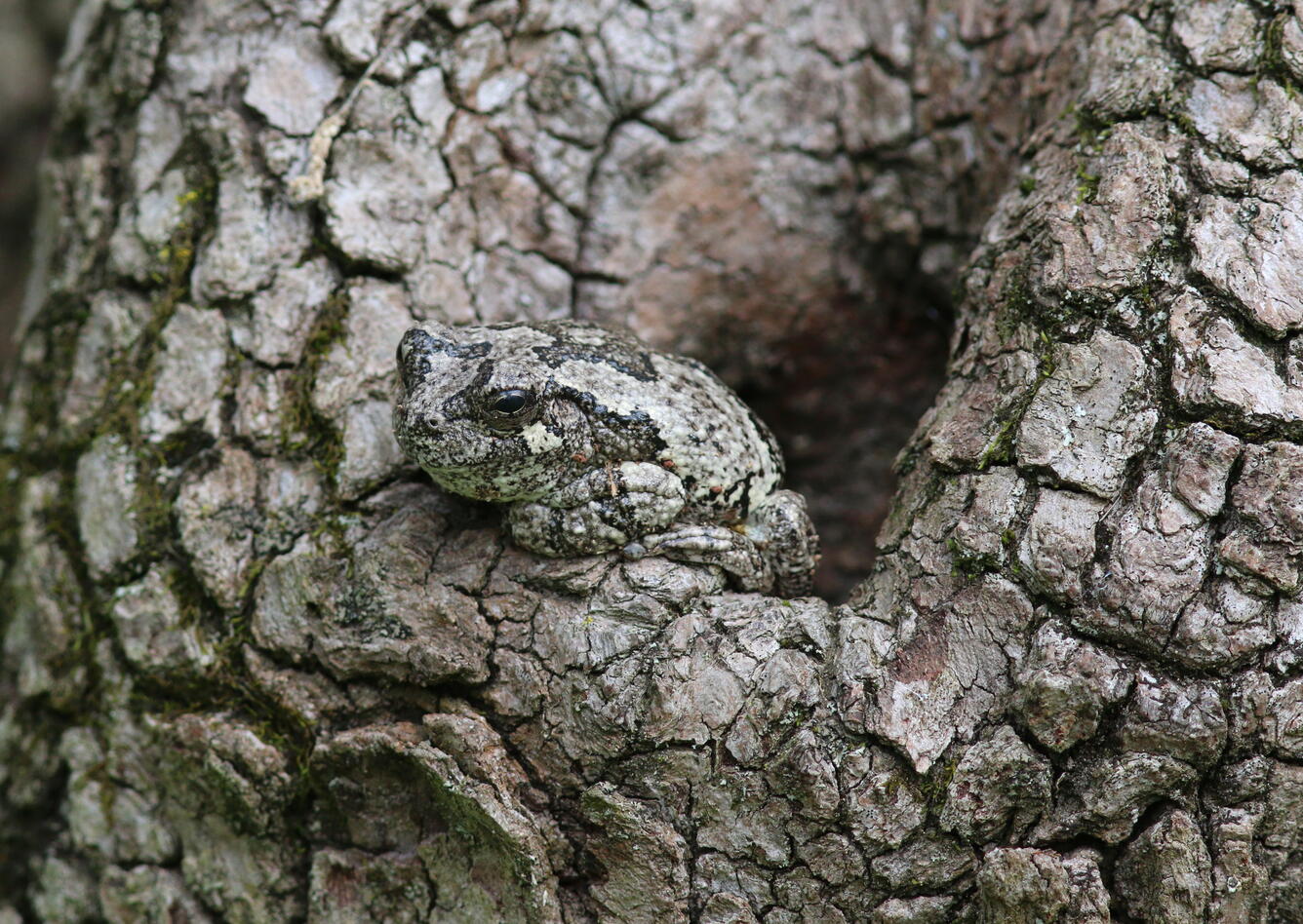 Cope's Tree Frog