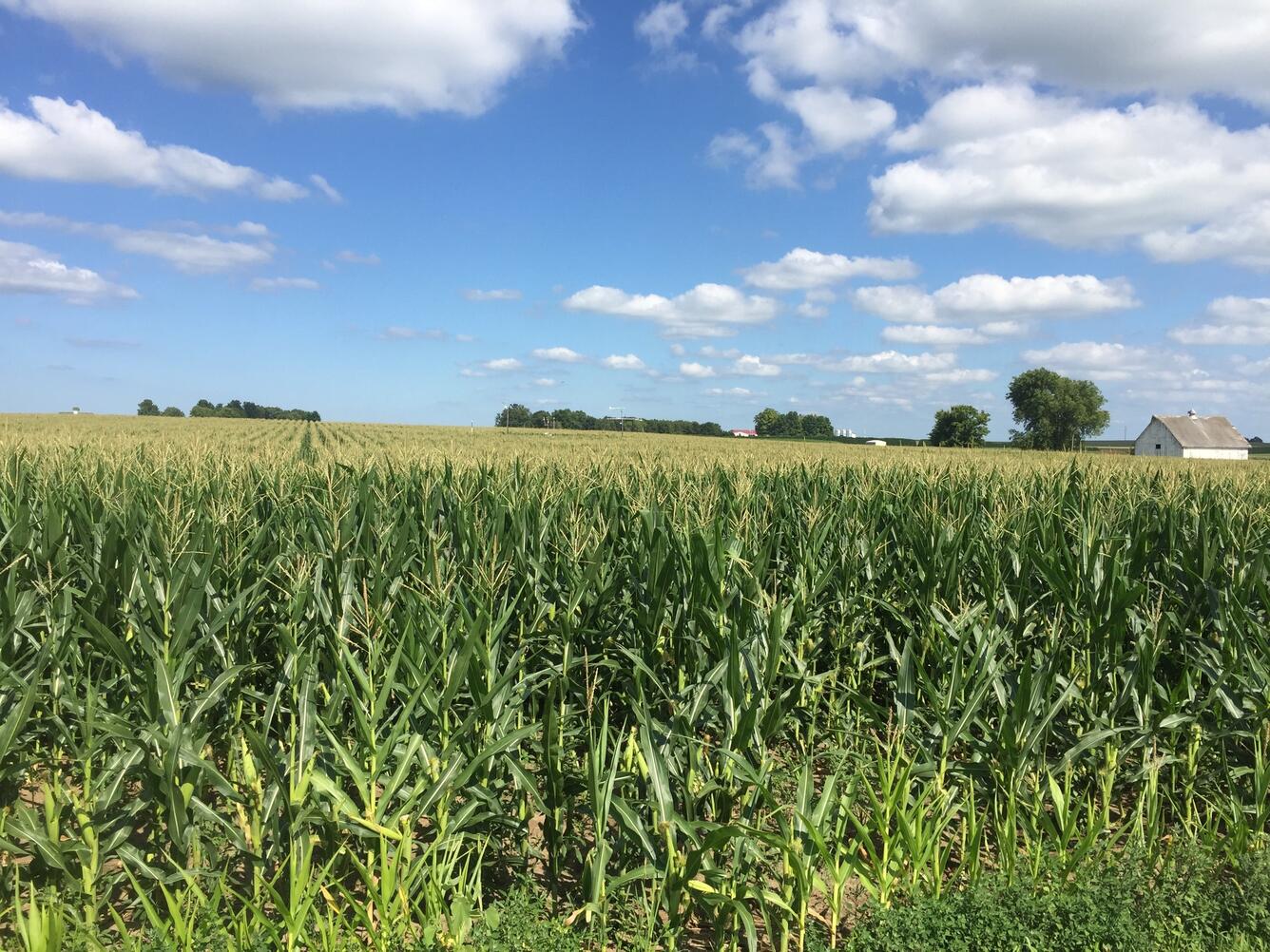 C4 Photosynthesis - Corn growing at the SoyFACE 