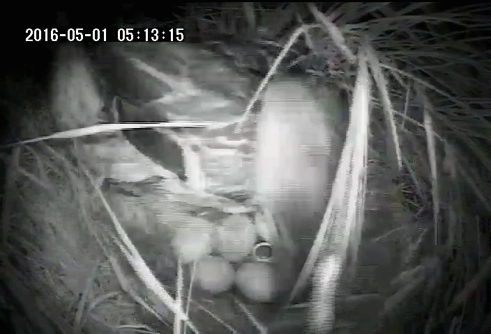 A mother duck uses her beak to cover her eggs with down and vegetation at night