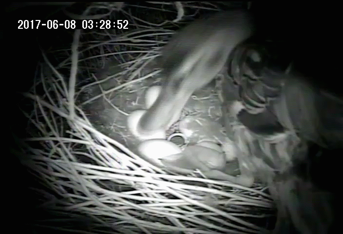 A mother duck uses her beak to cover her eggs with down and vegetation at night
