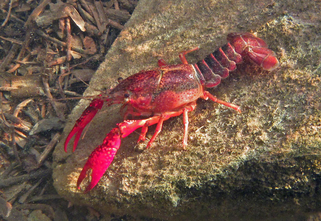 Procambarus clarkii