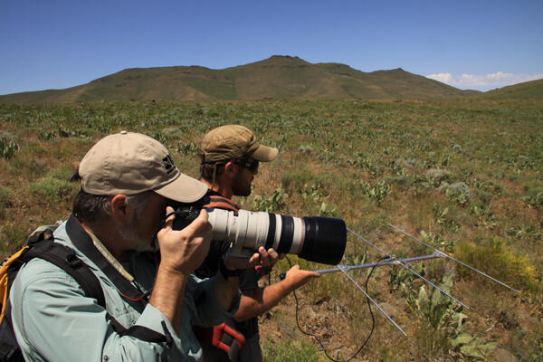 Sage-grouse survey