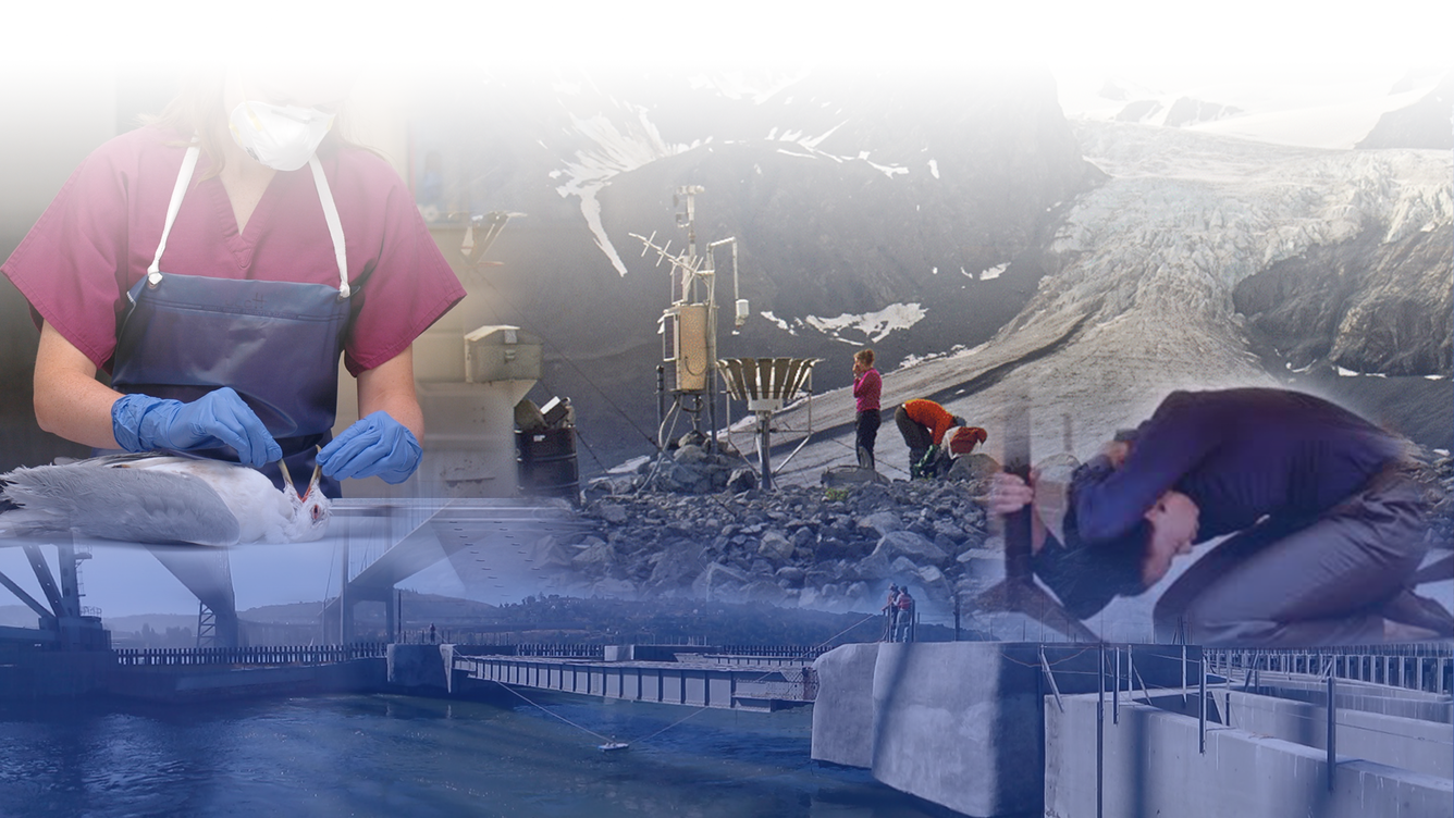 Collage of scientist in the field