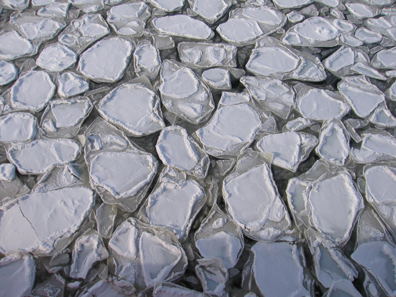 Pancake ice in Bering Sea.