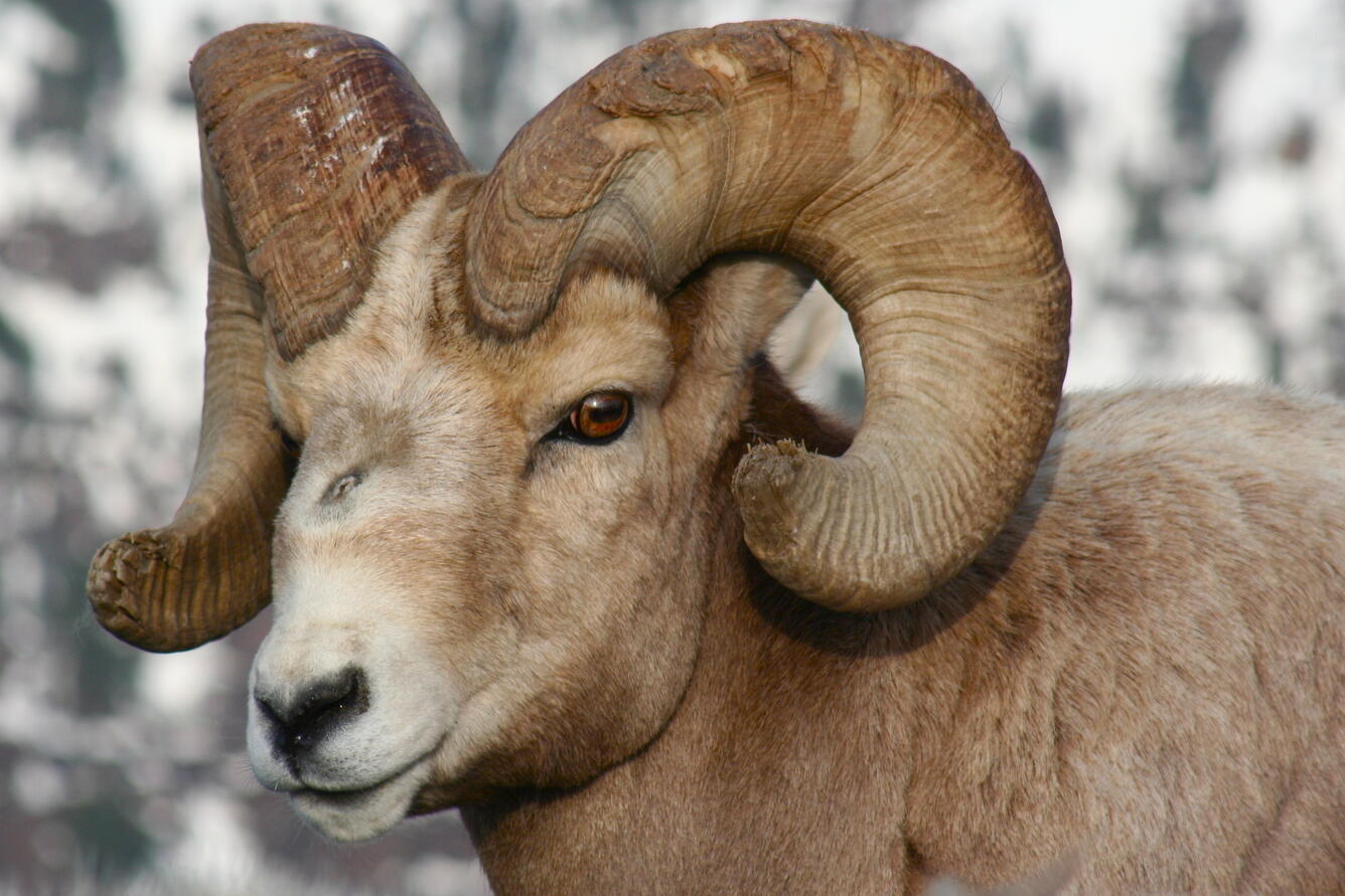 Bighorn sheep close up