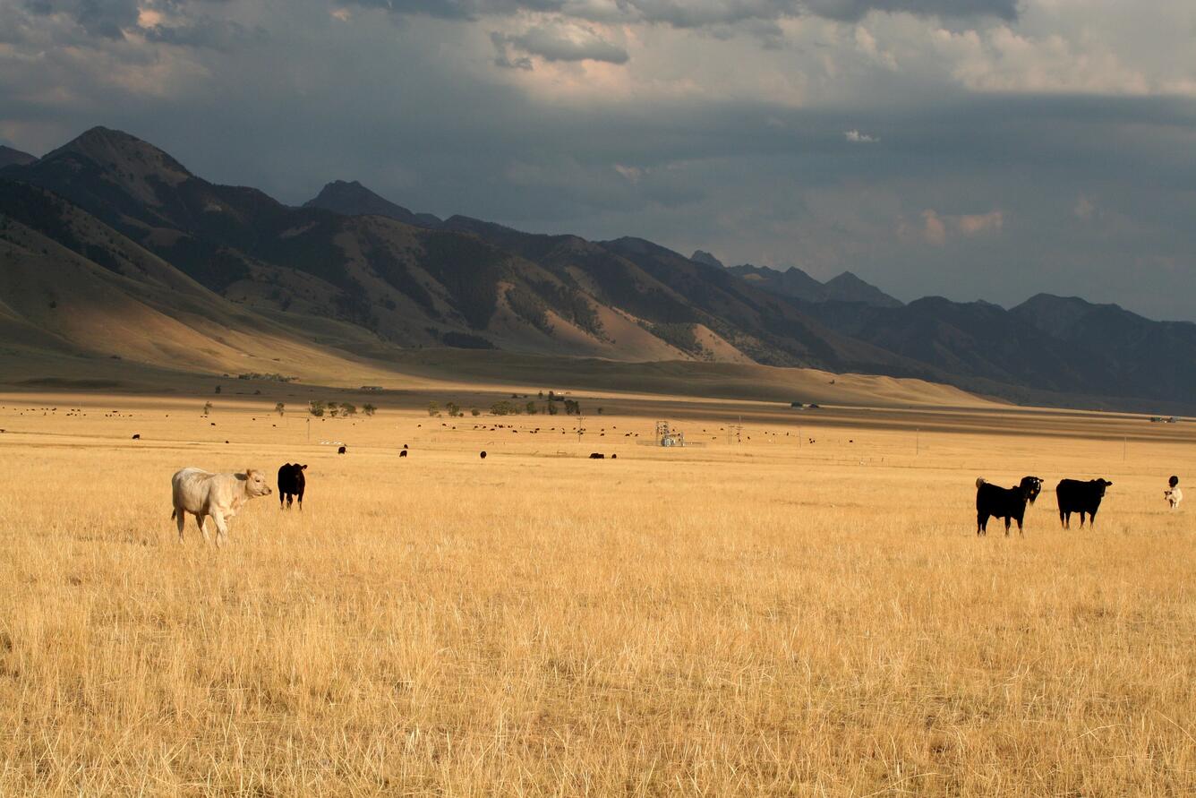 Cattle grazing in the mountain sunset.