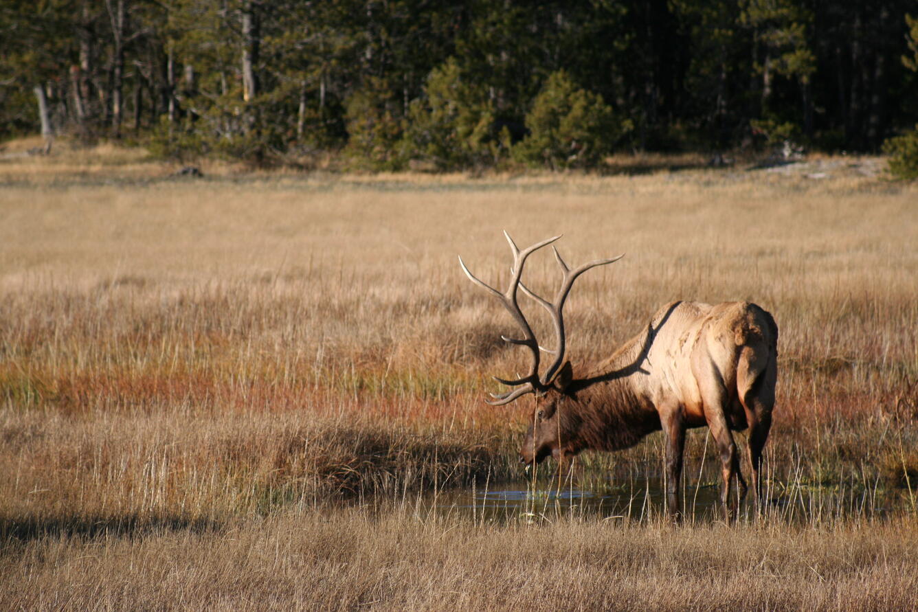 An elk grazes in Yellowstone National Park.