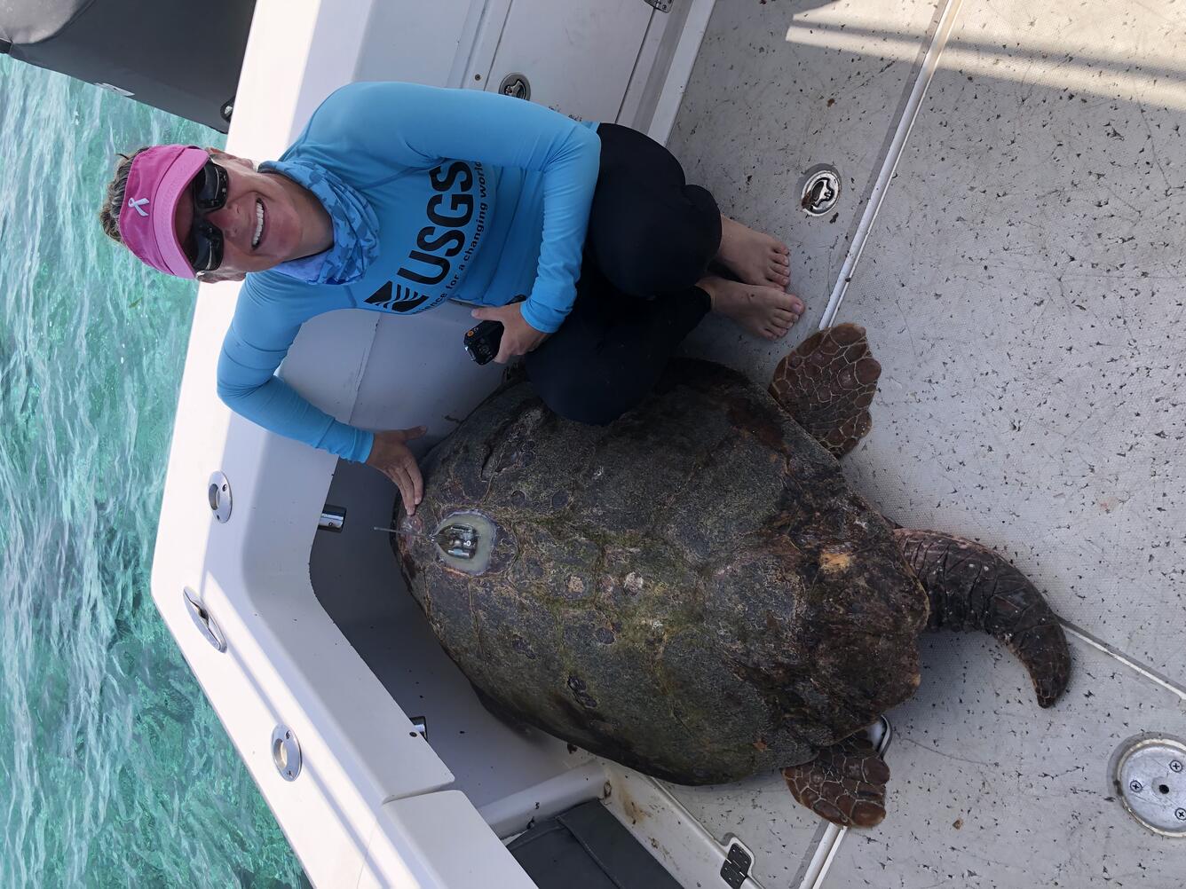 Loggerhead sea turtle