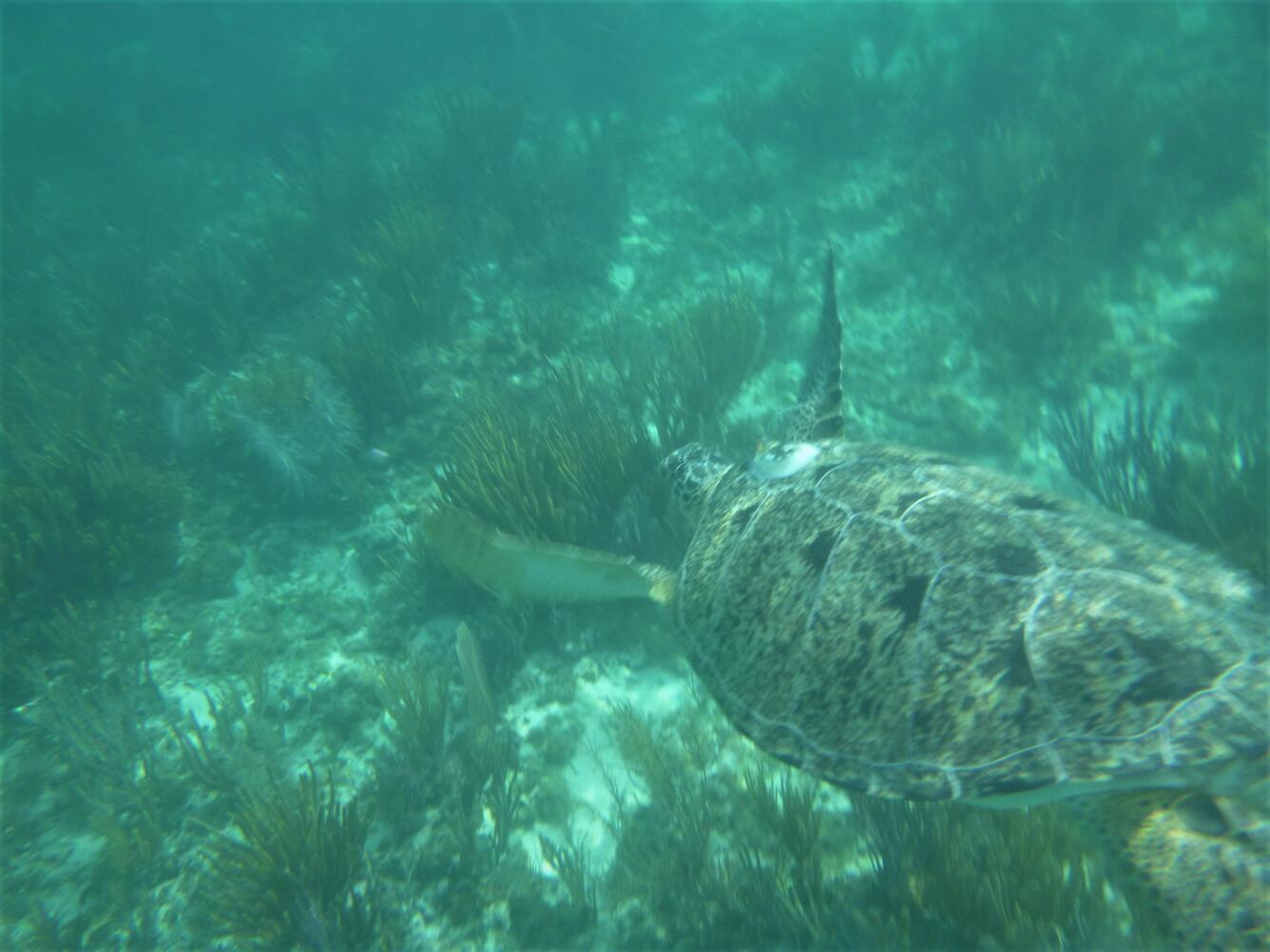 Green sea turtle