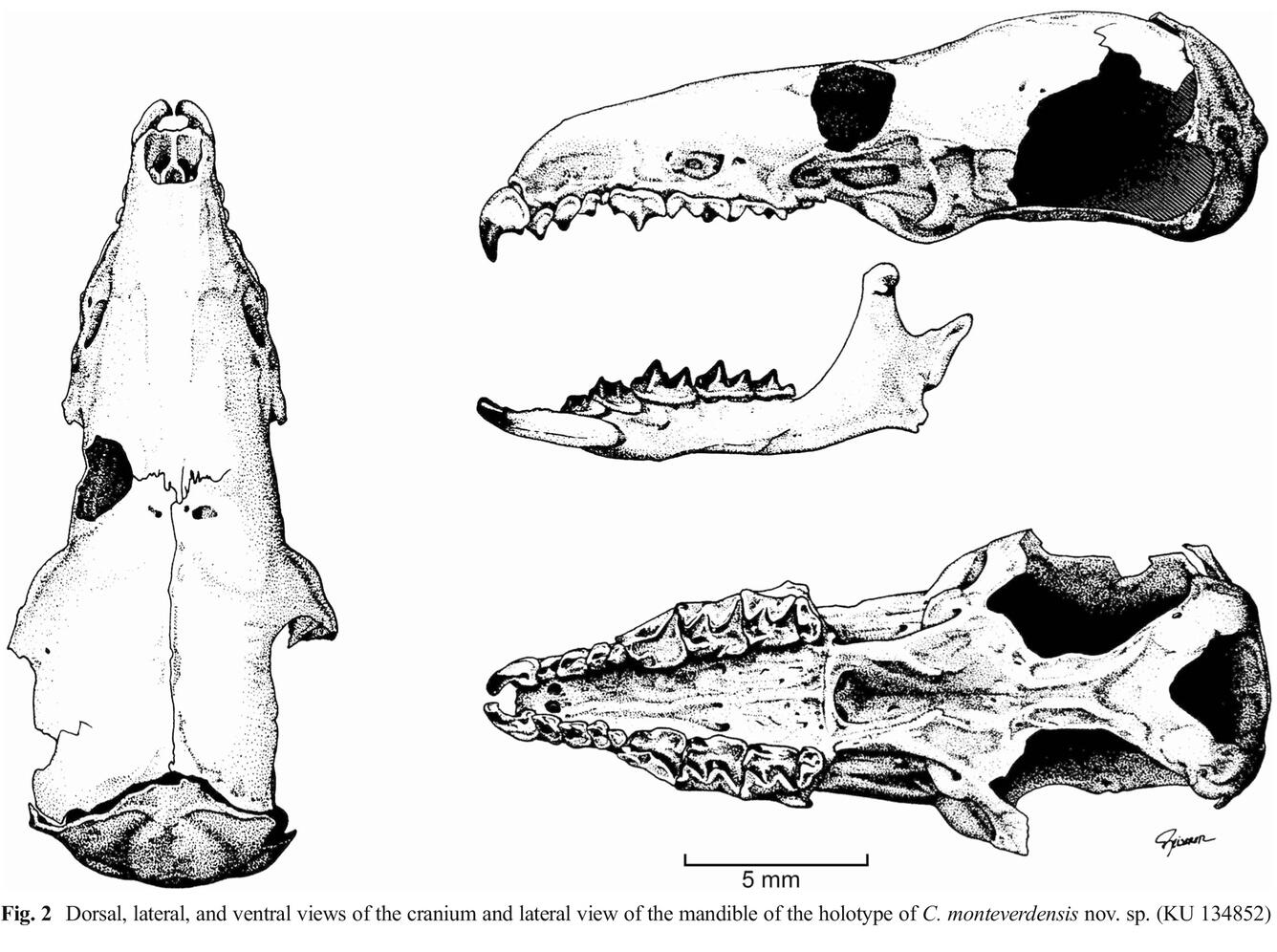 Dorsal, lateral, and vetral views of the cranuim and lateral view of the mandible of the holotype of C. monteverdensis nov.  sp.