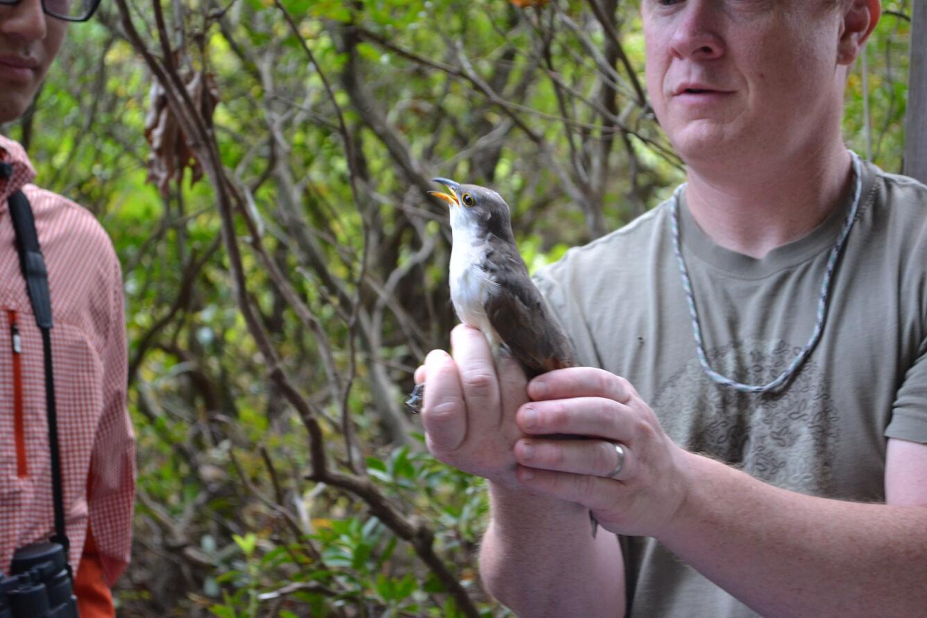Bander displaying yellow-billed cuckoo to students