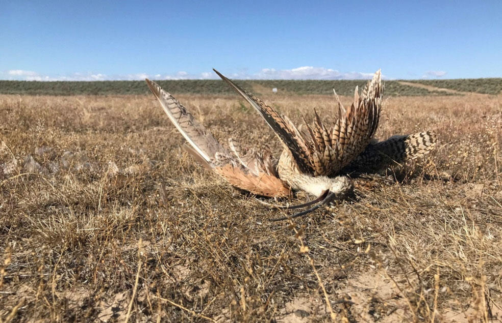 Illegally killed curlew 