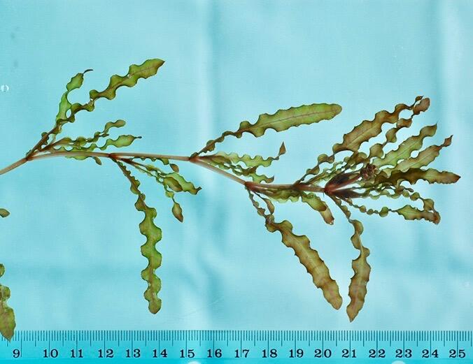 A curly leaf pondweed stem