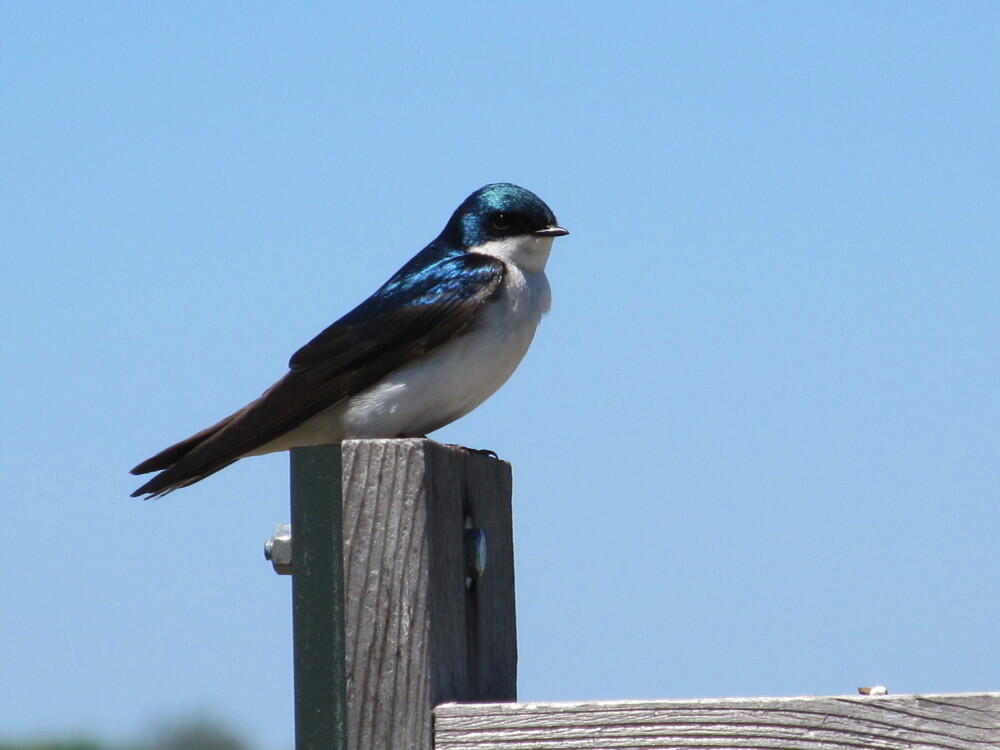 Tree swallow - carousel