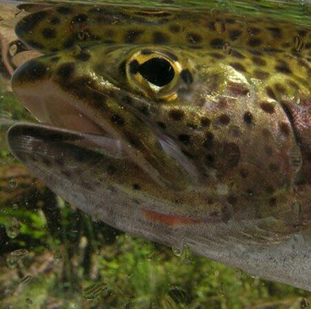 A cutthroat trout up close. James Roberts photo. USGS.