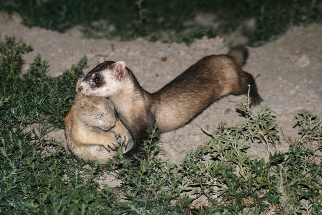 Adult female black-footed ferret with her prey