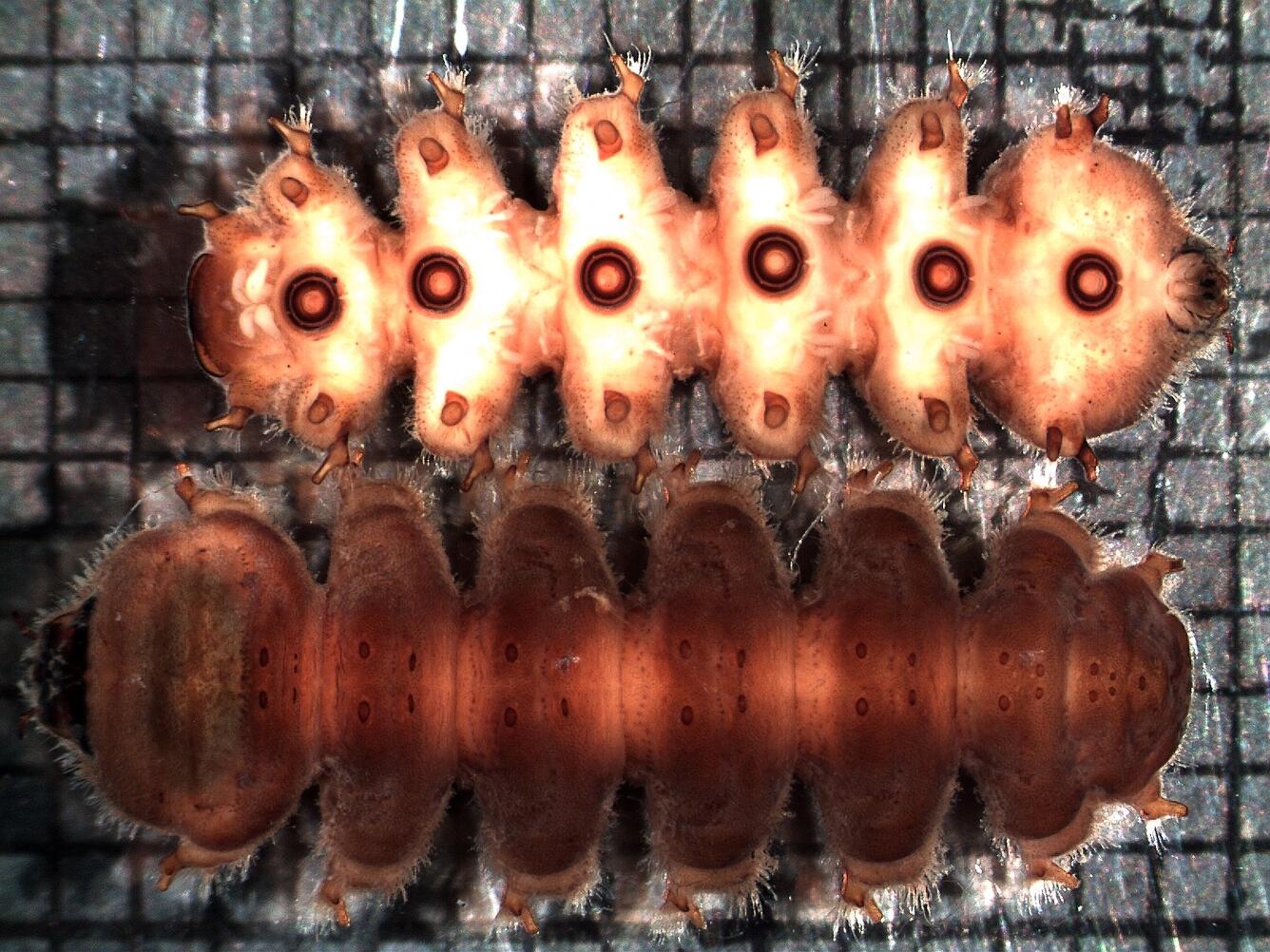 Bibiocephala dorsal vent