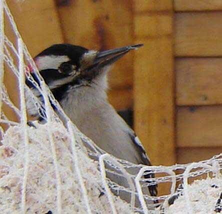Woodpecker with long beak at a suet ball