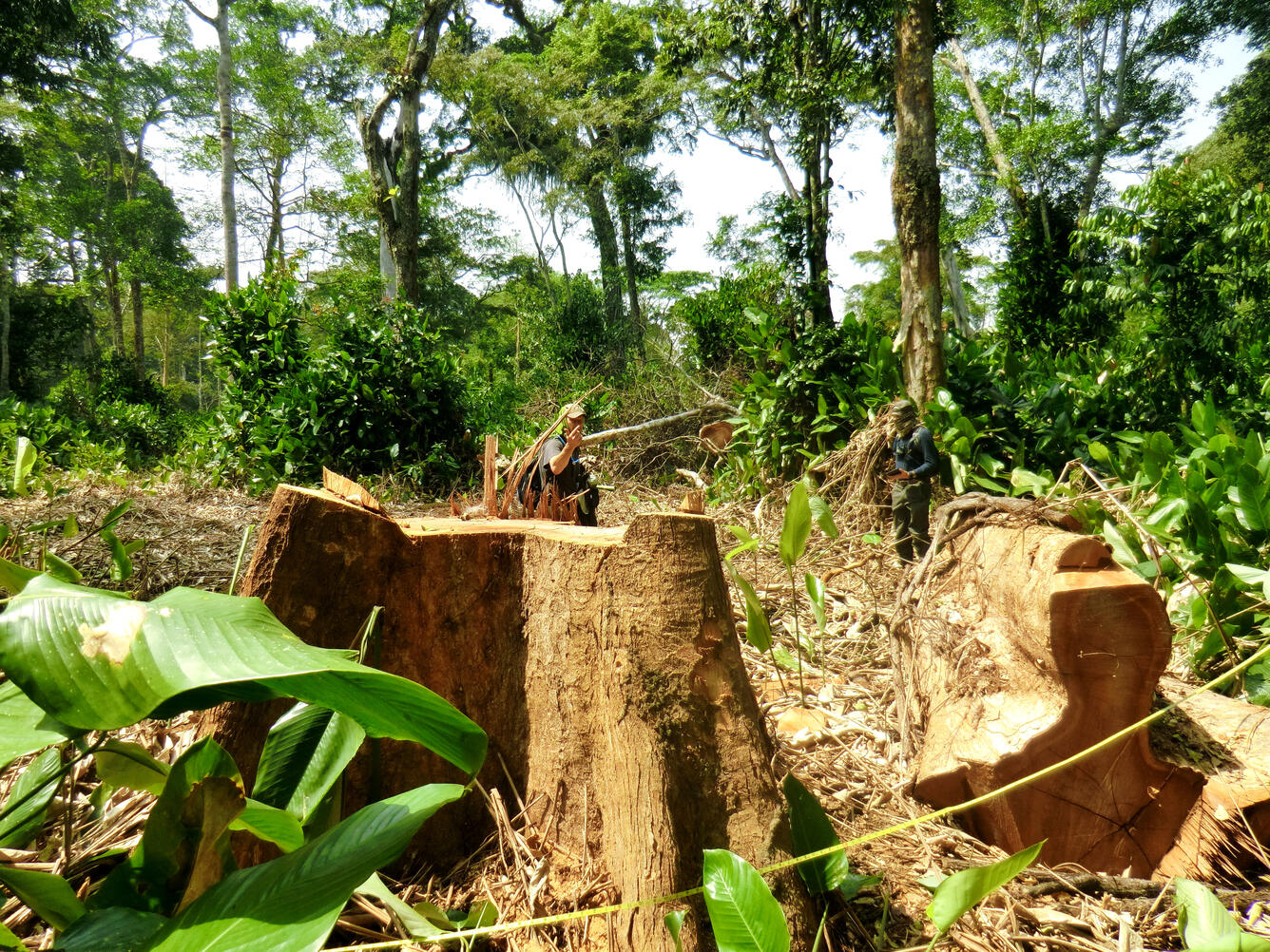 Tree Canopy Measurements