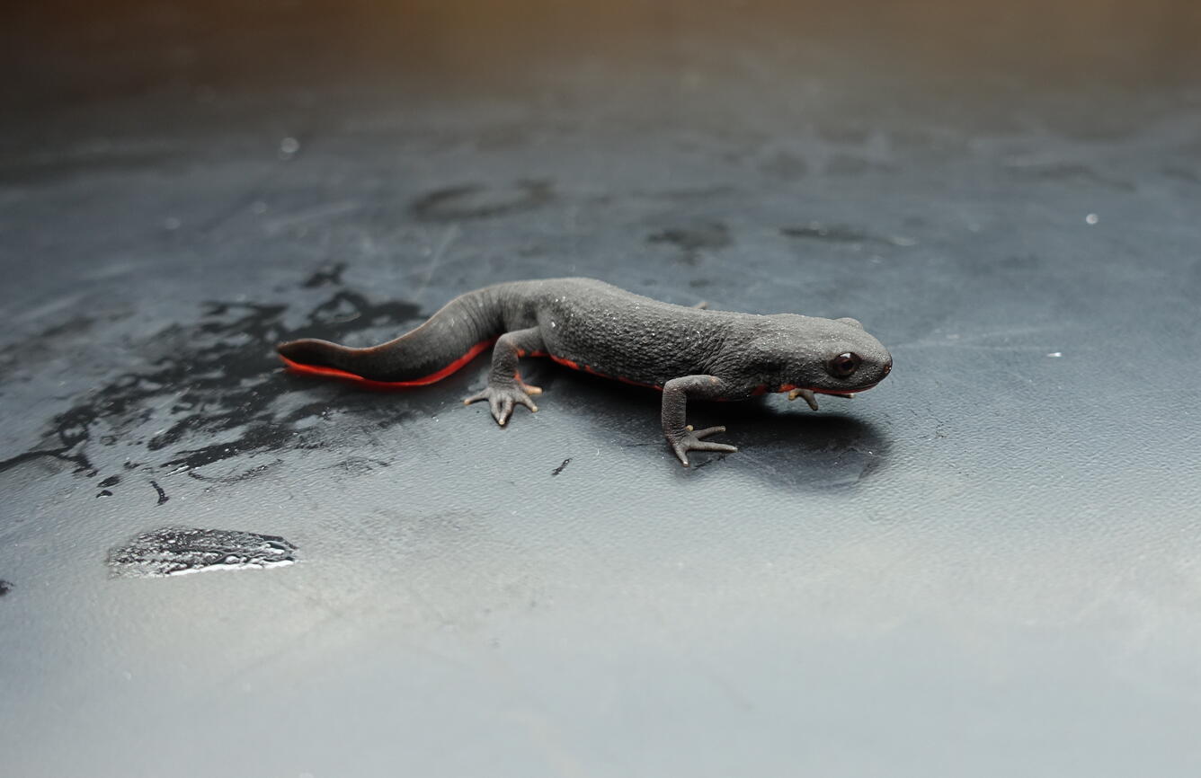 Lorch newt thumbnail