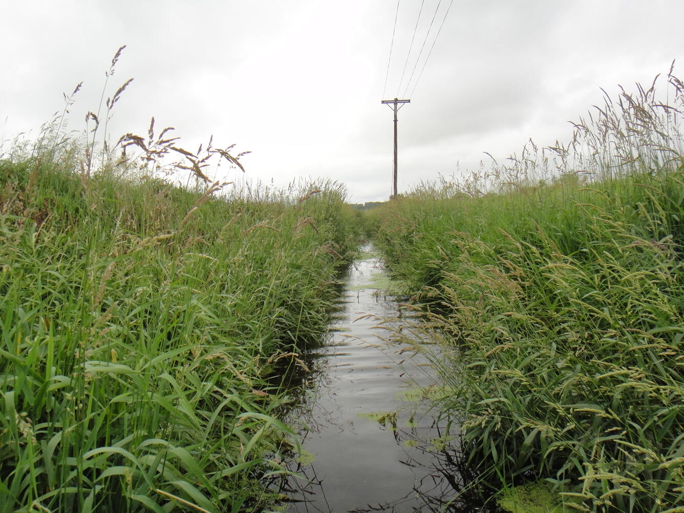 Ditch along a corn field in Nebraska