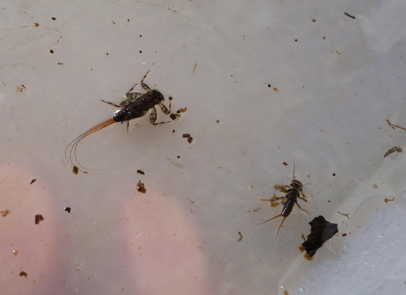 Aquatic invertebrates collected during ecological sampling as part of the Regional Stream Quality Assessment program