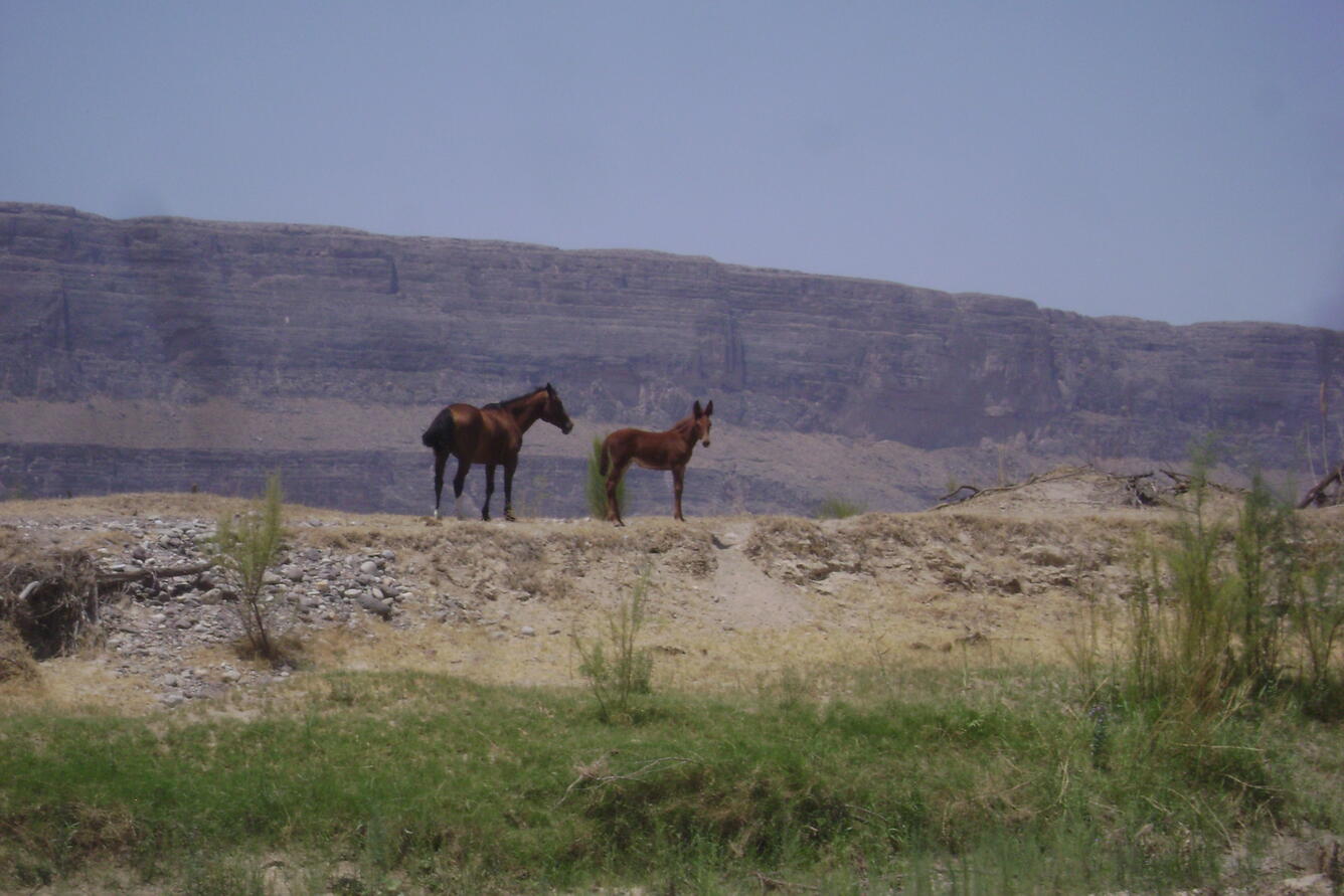 Mare and foal, Big Bend National Park