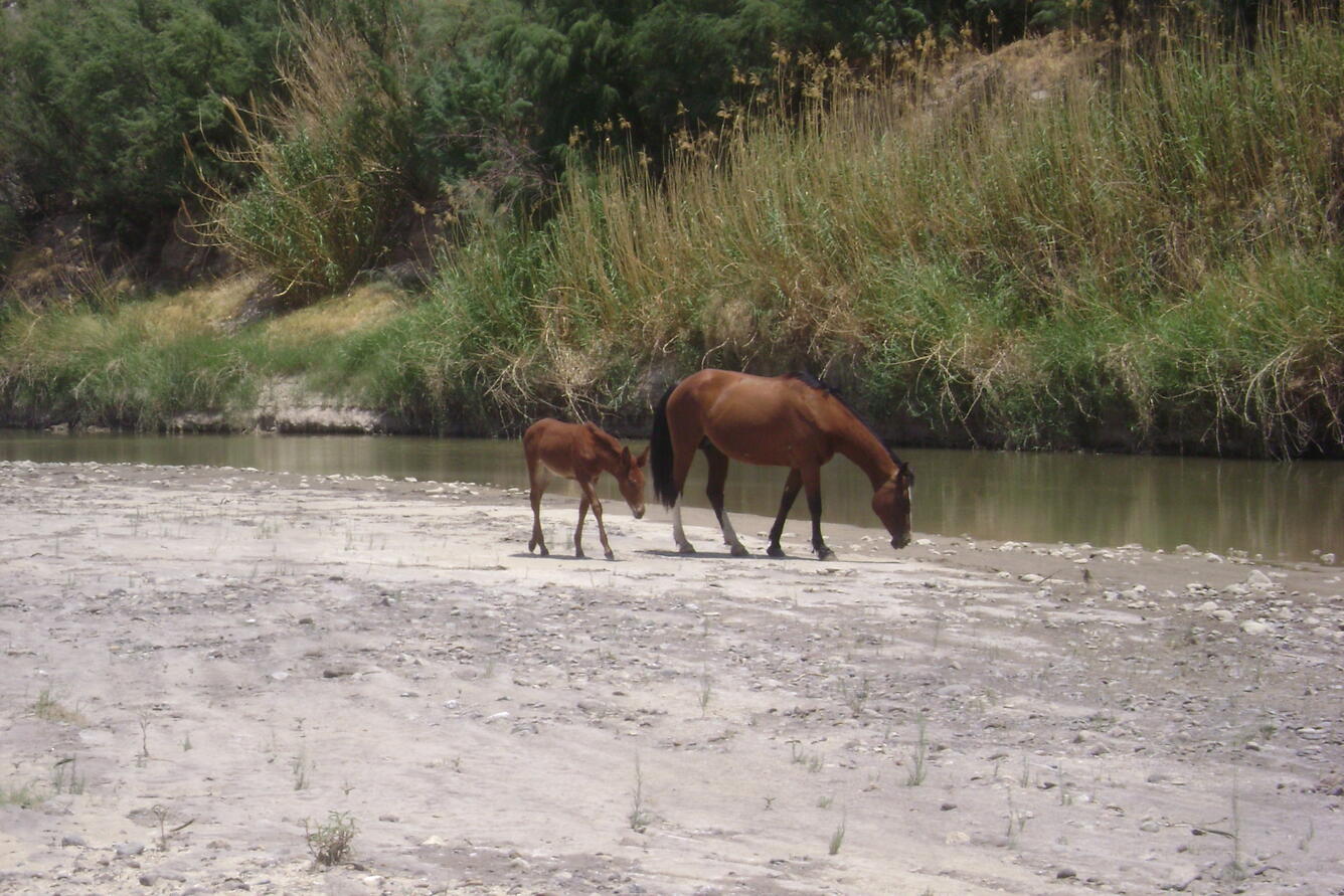Horse and foal along the Rio Grande, Big Bend National Park